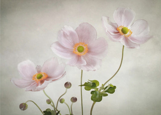 Anemoner | Tapeter