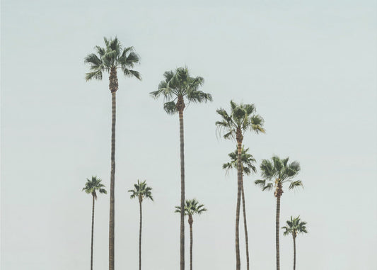 Cali Palms | Canvas