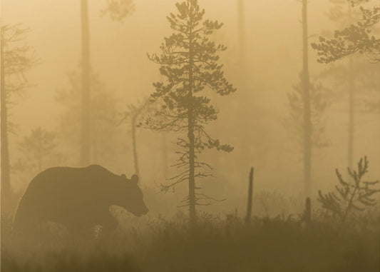 Morgondimma | Poster