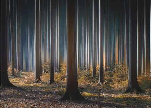 Mystiskt trä | Tapet