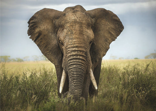 Möten i Serengeti | Poster