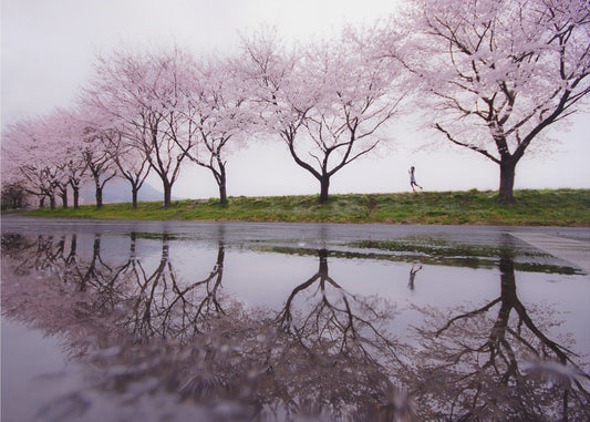 Rain of spring | Poster