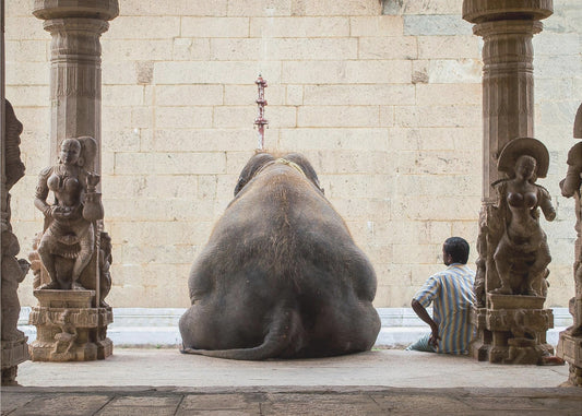 The Elephant &amp; its Mahot | Poster