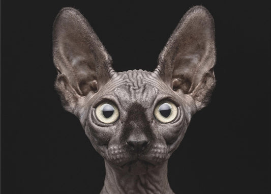 Sphynx katt | Poster