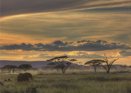 Afrika | Affisch
