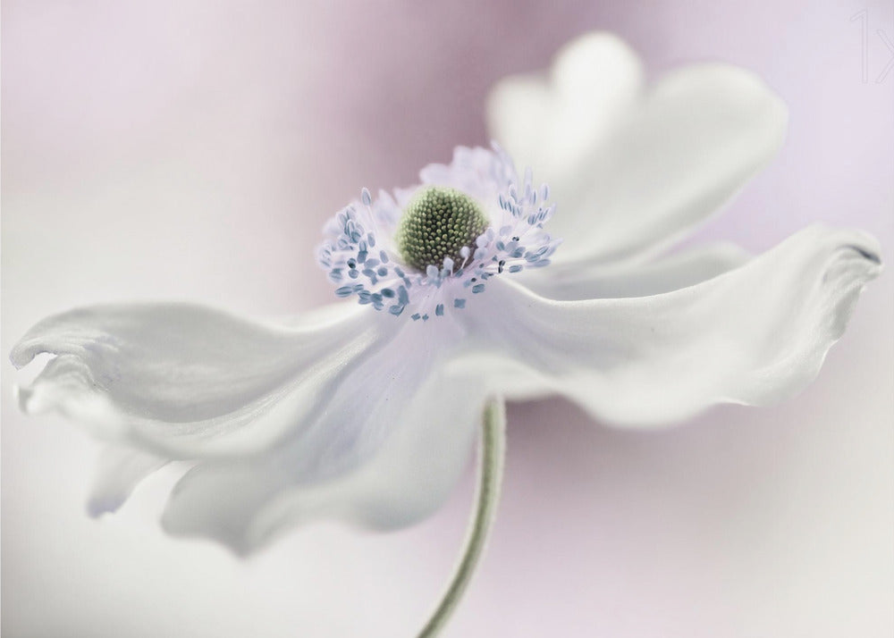 Anemonbris | Tapet