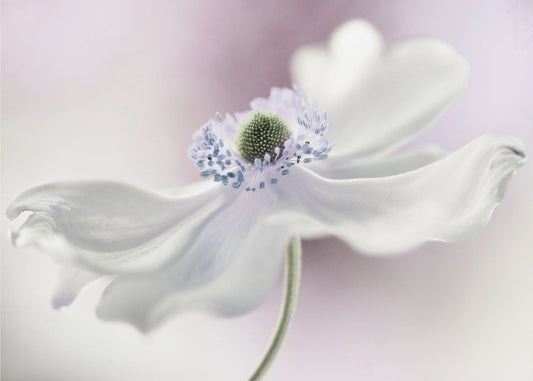 Anemonbris | Tapet