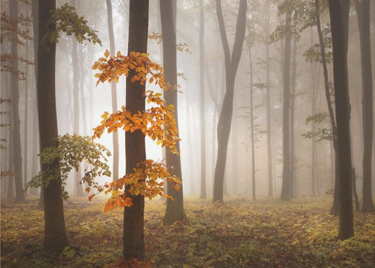 I novemberljus | Tapet