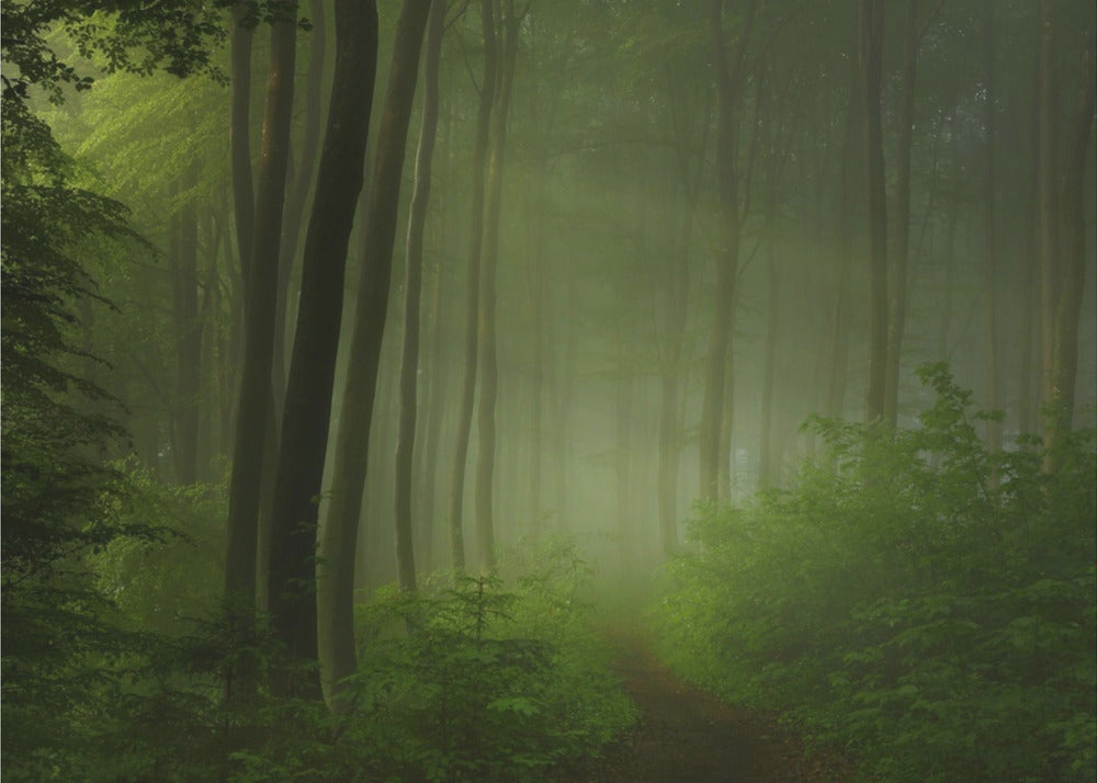 mattina nella foresta | Carta da Parati Fotografica