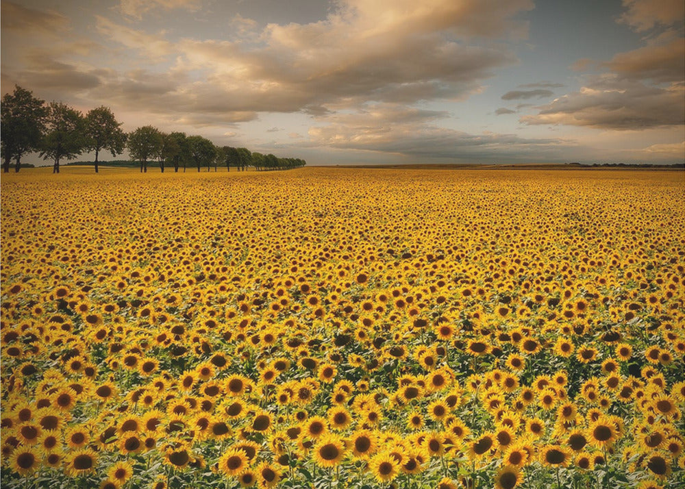 Sunflowers | Wallpaper
