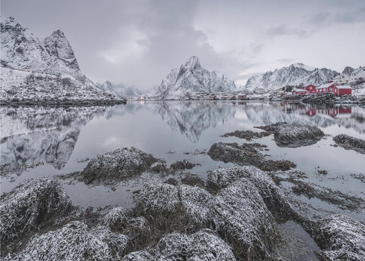 Reine | Tapeter