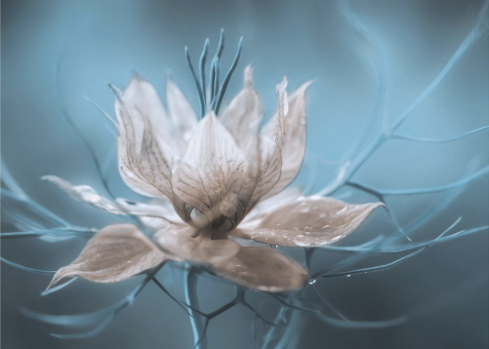 *Nigella* | Fototapet