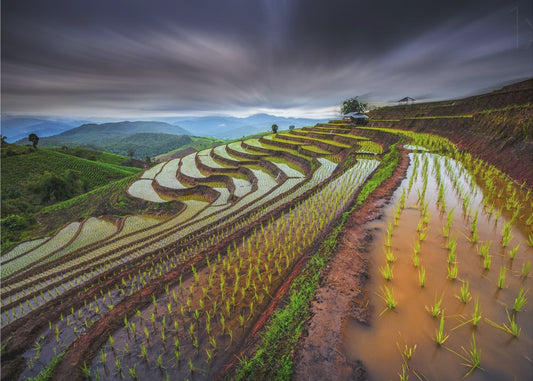Unseen Rice Field | Wallpaper