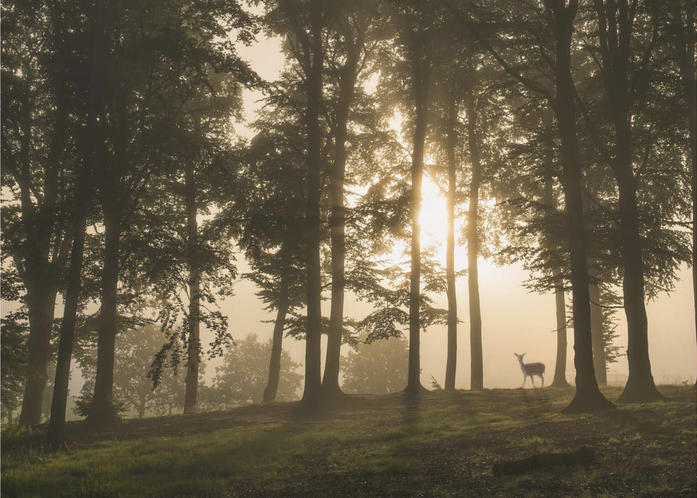 Cervi nella nebbia mattutina. | Carta da Parati Fotografica