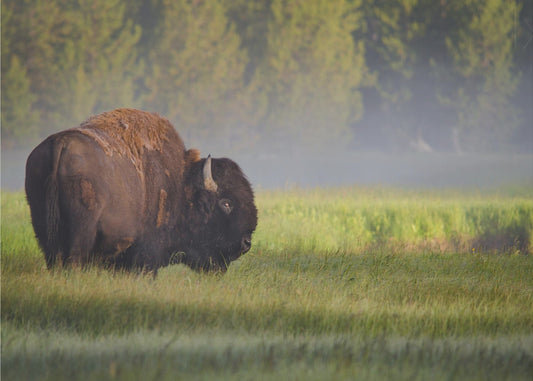 Bison i morgonljus | Poster