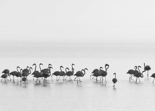 Flamingos | Canvastavla