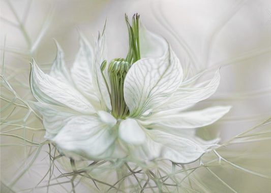 Nigella | Tapet
