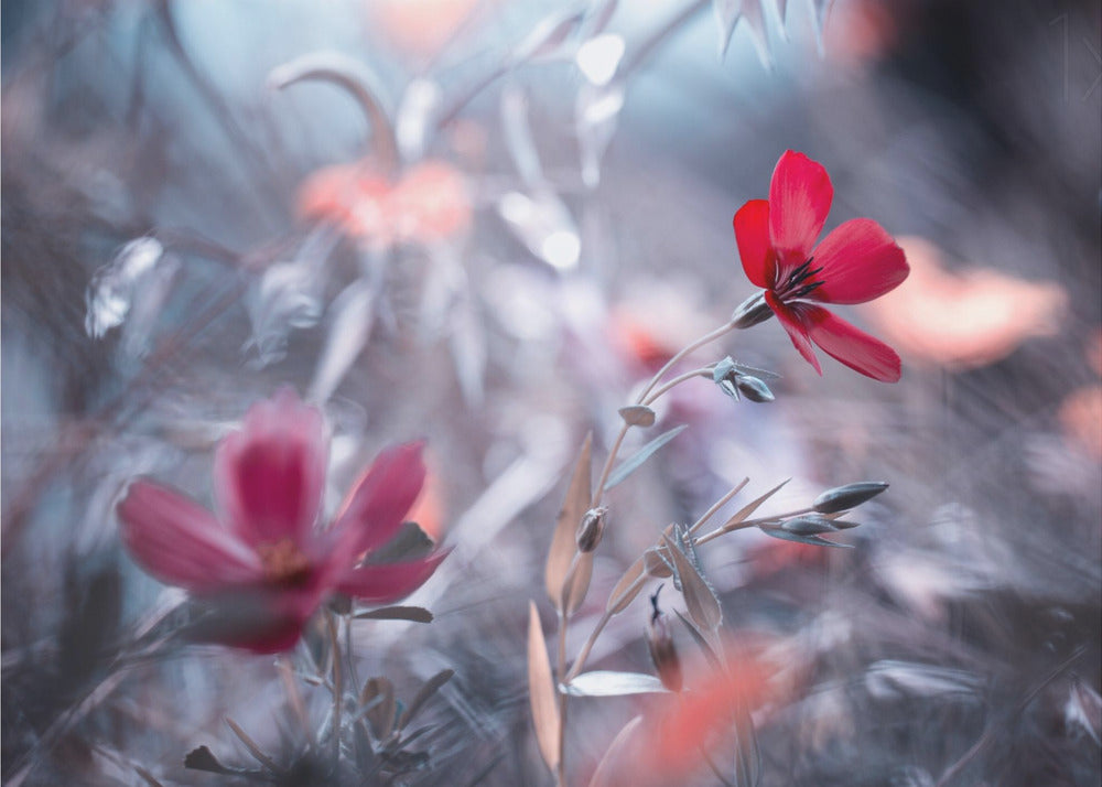 Une Fleur, une Histoire | Affisch