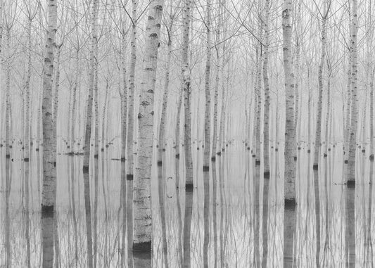 November 2014 | Bakgrund