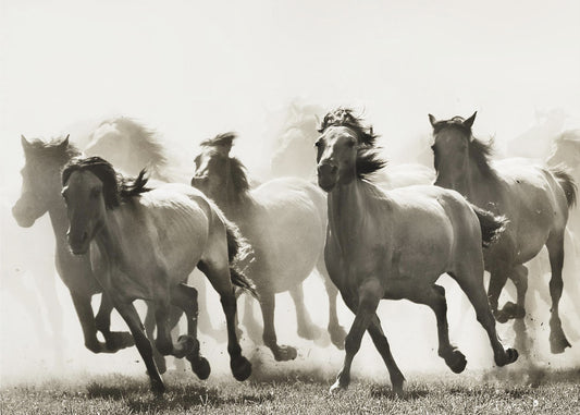 Horse | Wallpaper