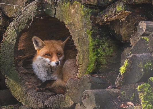 Fox | Wallpaper