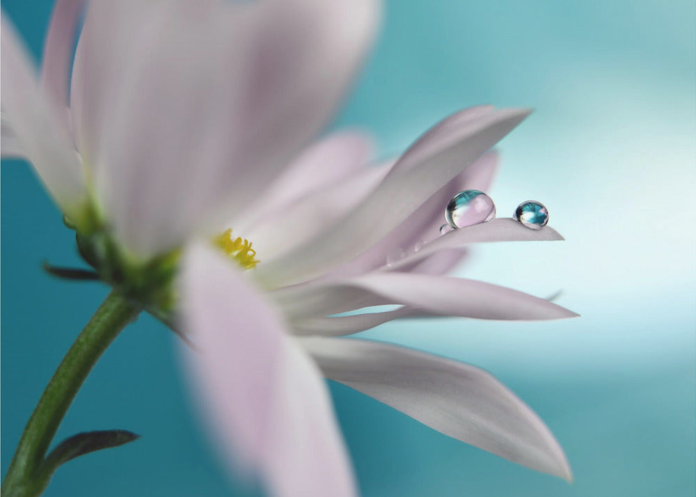 In turquoise Company | Wallpaper