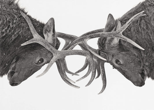 Yeux dans les yeux-Combat d'élans | Papier Peint Photo