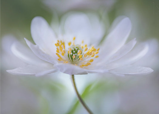 Nemorosa Nirvana | Tapet