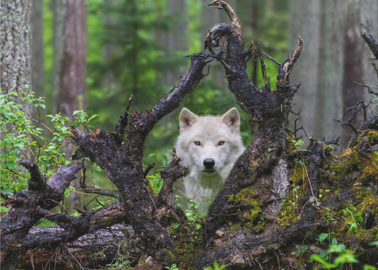 Wolf | Wallpaper