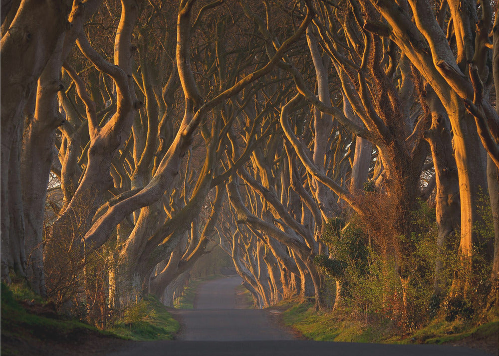 The Dark Hedges in the Morning Sunshine | Wallpaper