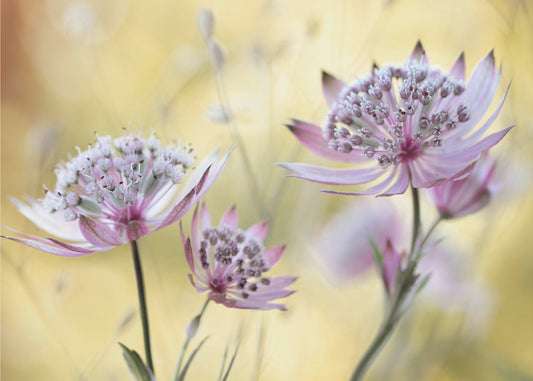 Astrantia Major | Tapet