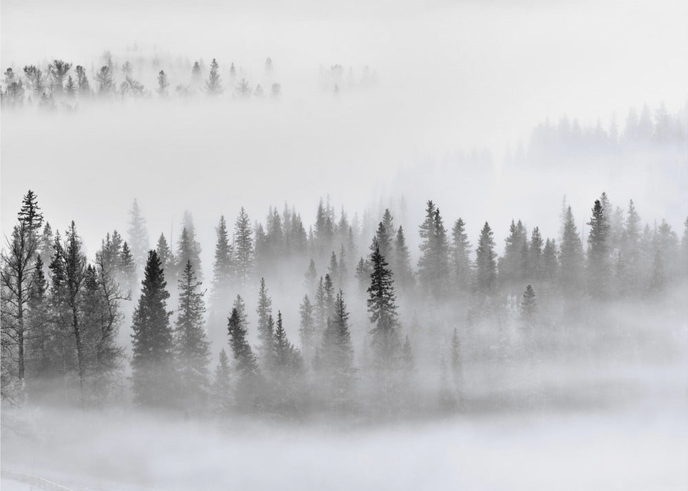 Dimmig skog | Tapet