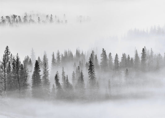 Dimmig skog | Tapet