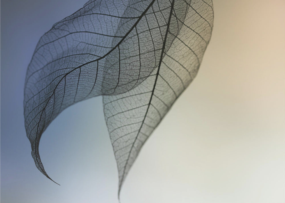 Cavatina | Wallpaper