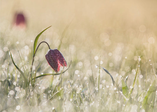 Morningdew | Tapet