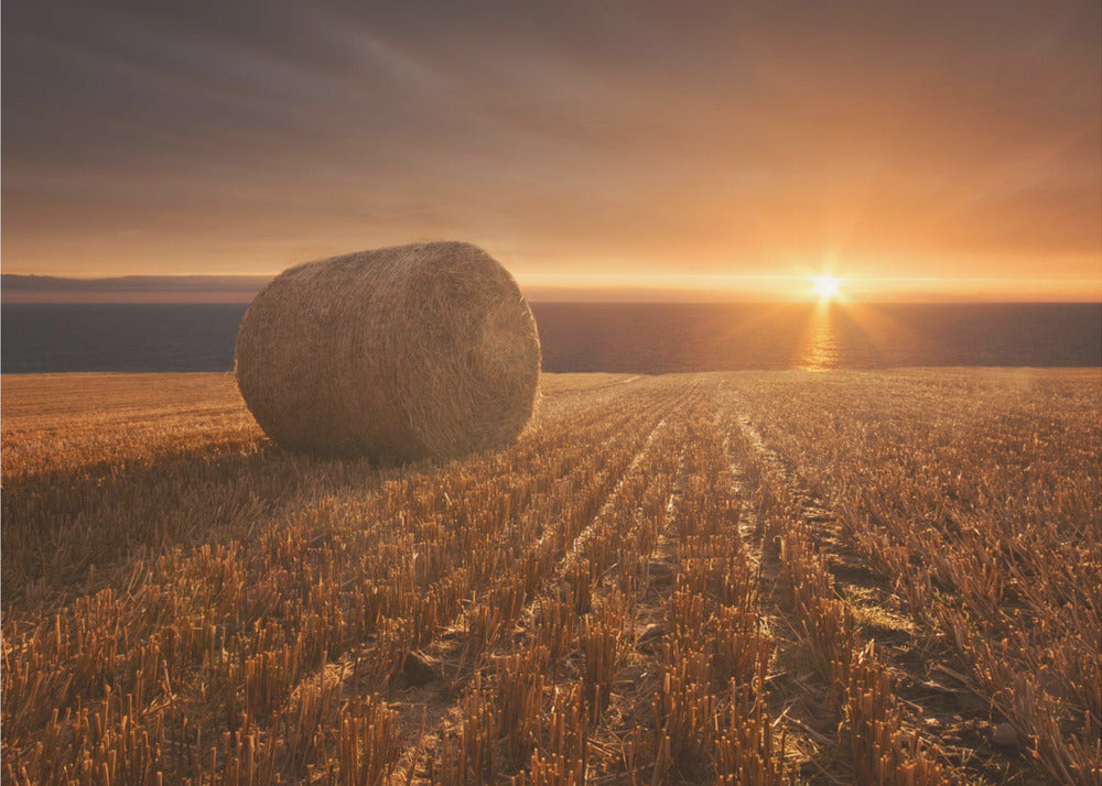 Gold Harvest | Wallpaper