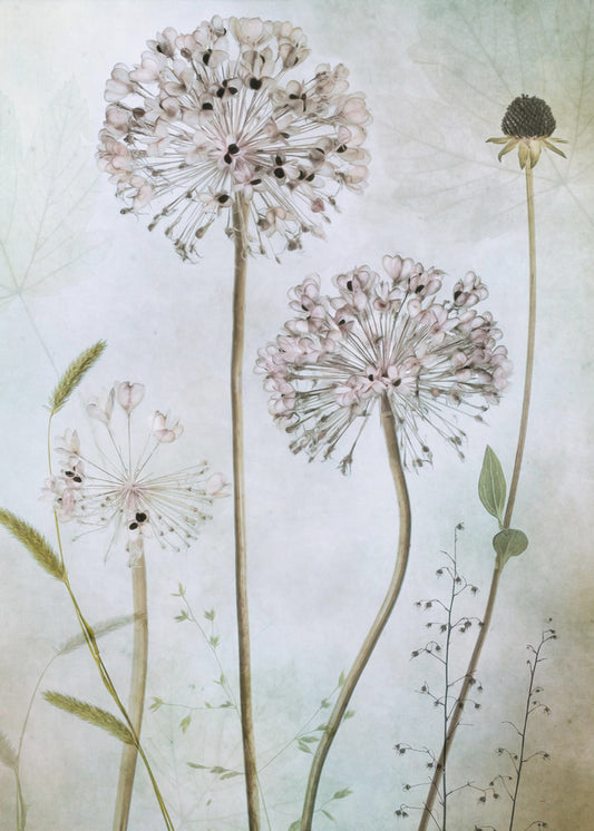 Allium | Poster