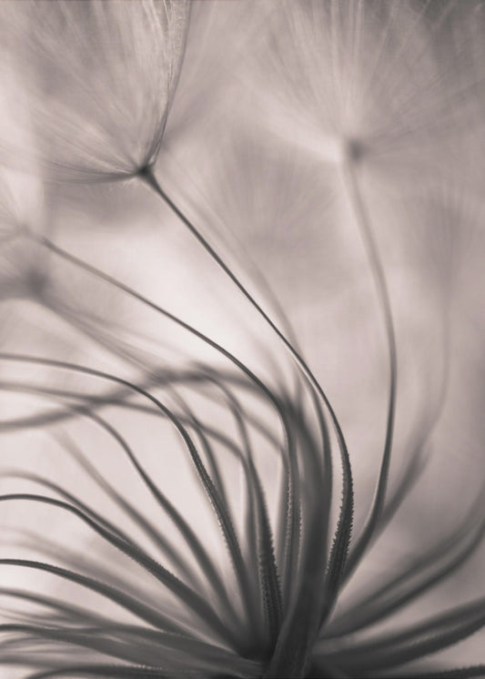 Untitled | Canvas