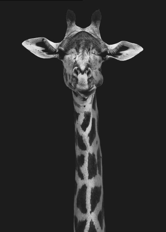 Giraffporträtt | Poster