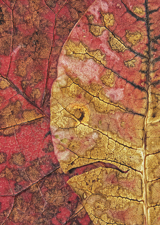 Feuille mourante | Tableaux sur Toile