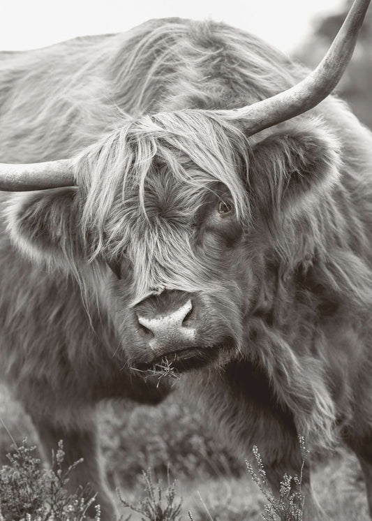Le Taureau | Tableaux sur Toile
