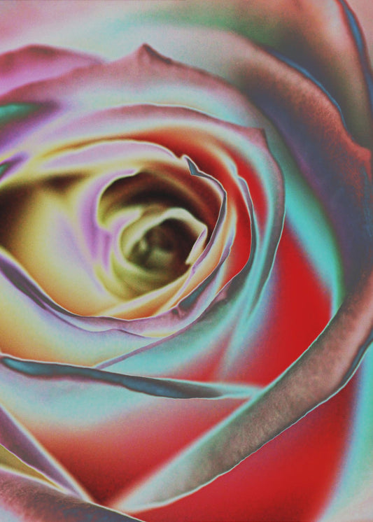 Ros | Canvas