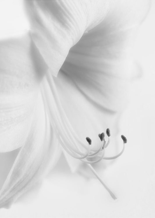 Blanc sur blanc | Tableaux sur Toile