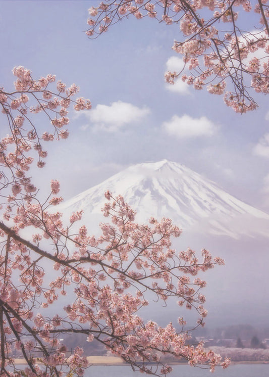Der Fuji in der Kirschblüte | Leinwand-Bilder