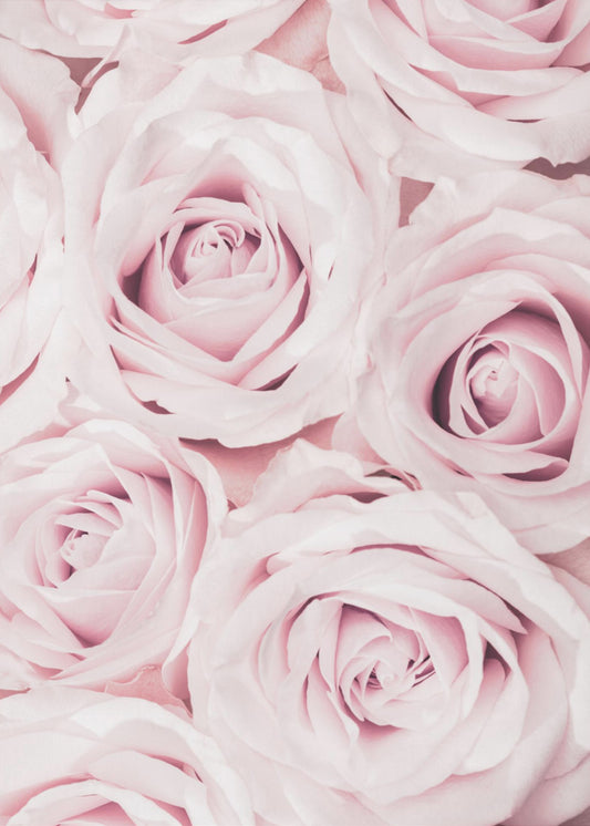 Pink Roses No 02 | Canvas