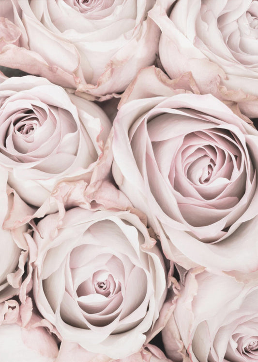 Rosa rosor nr 01 | Poster