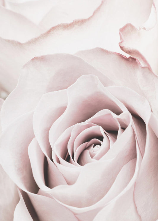 Rosa ros nr 05 | Poster