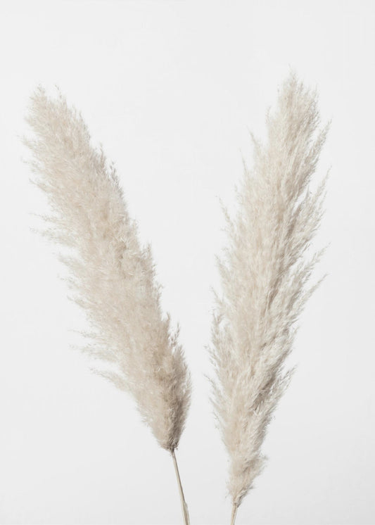 Pampas White | Canvastaulut