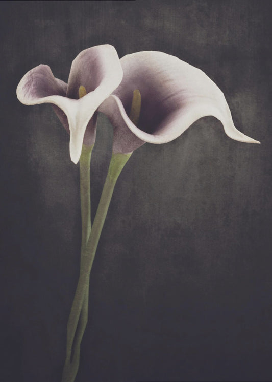 Bonded | Canvas