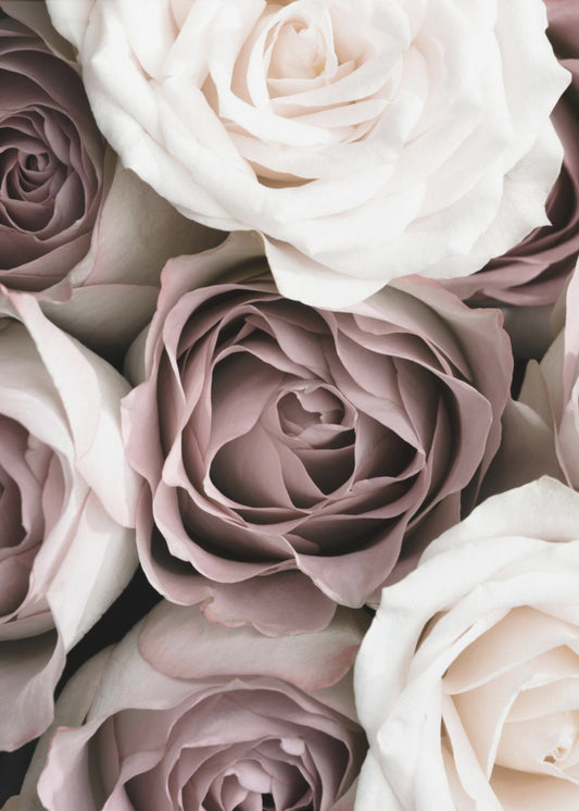 Rosor | Poster